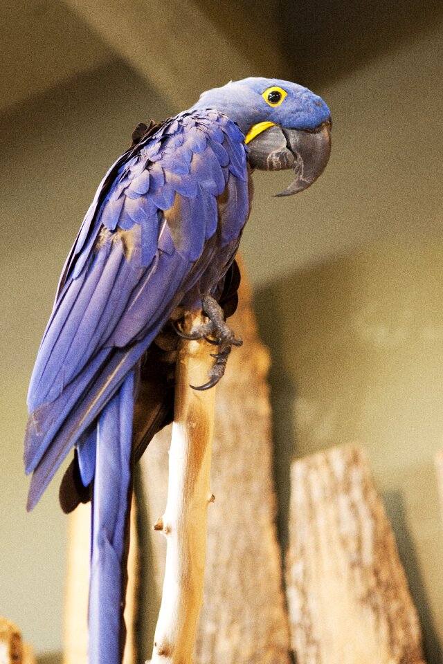 Parrot bird kingdom bird