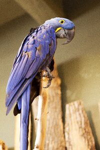 Parrot bird kingdom bird