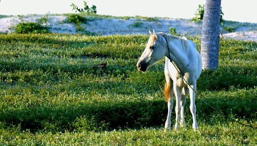 Animals horse nature