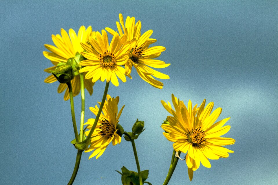 Daisy flower floral