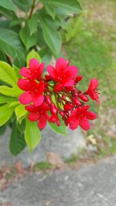 Nature spring plant