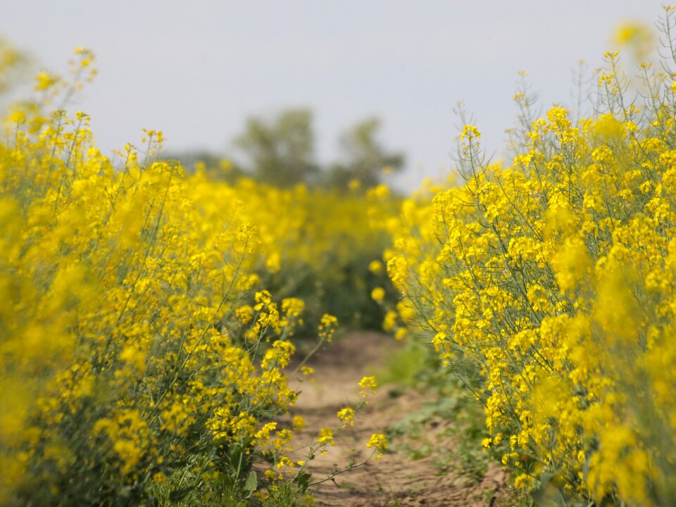 Field of rapeseeds rape blossom landscape