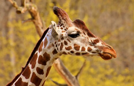 Animal portrait wild animal tierpark hellabrunn