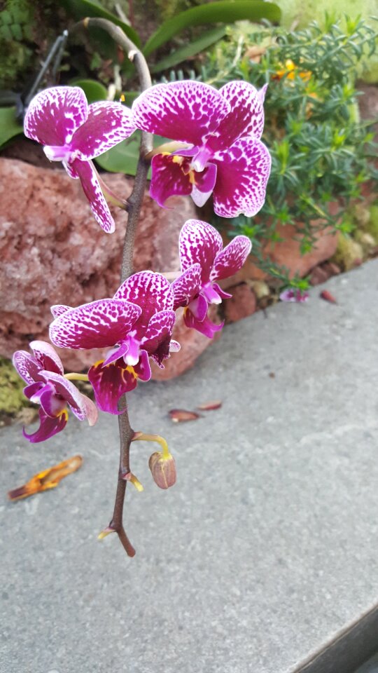 Beautiful leaf orchid