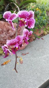Beautiful leaf orchid