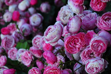 The rose garden pink flower garden
