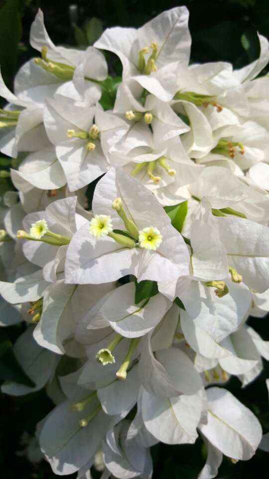 Floral spring plant