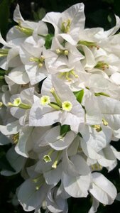 Floral spring plant