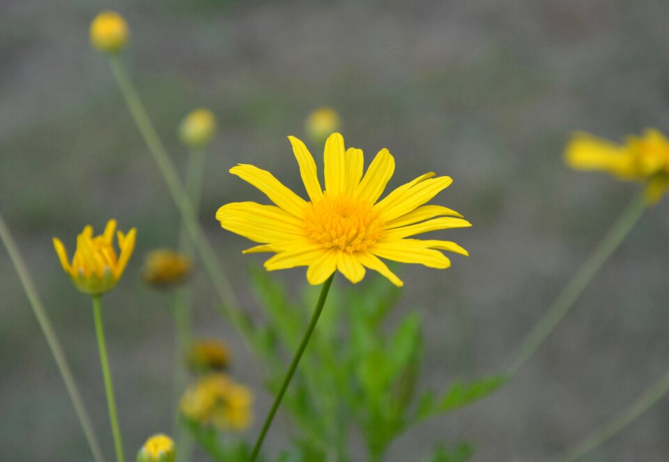 Flowering summer flowers botany