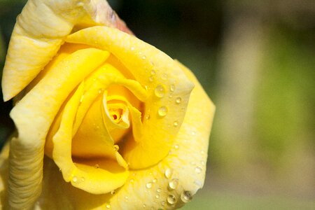 Flower yellow garden