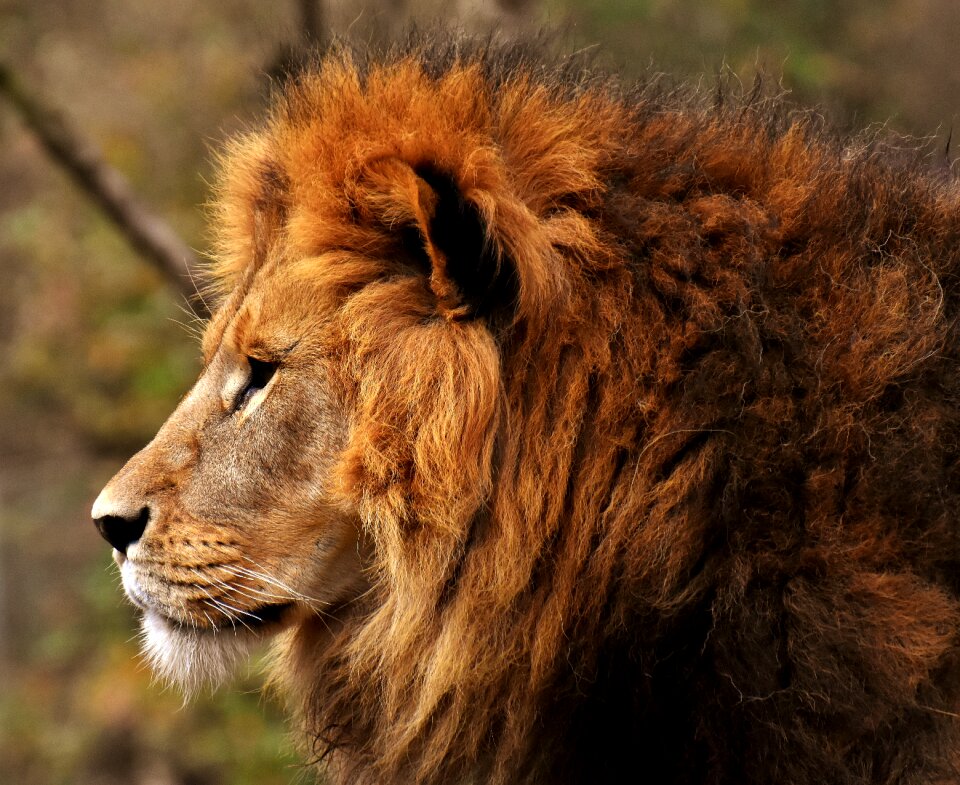 Mane big cat male