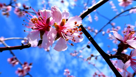 Buds flower branch photo