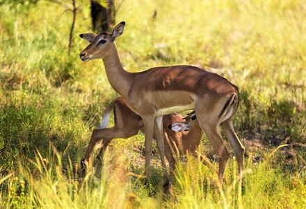 Antelope bonding africa