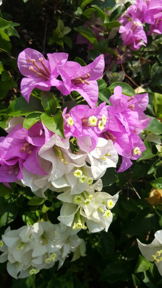 Purple flower nature white flower