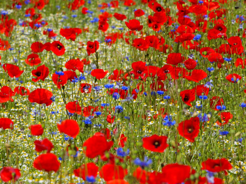 Klatschmohn spring farbenpracht