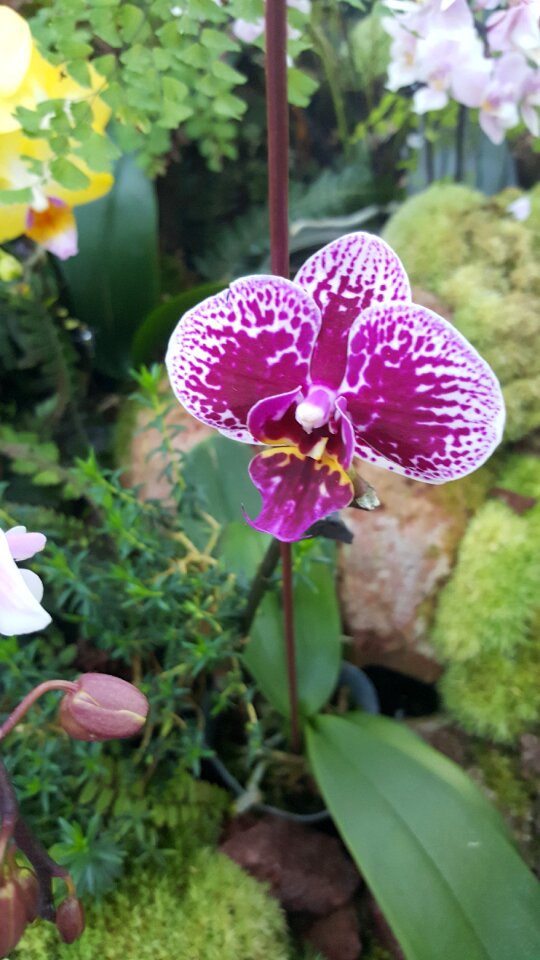 Garden leaf orchid