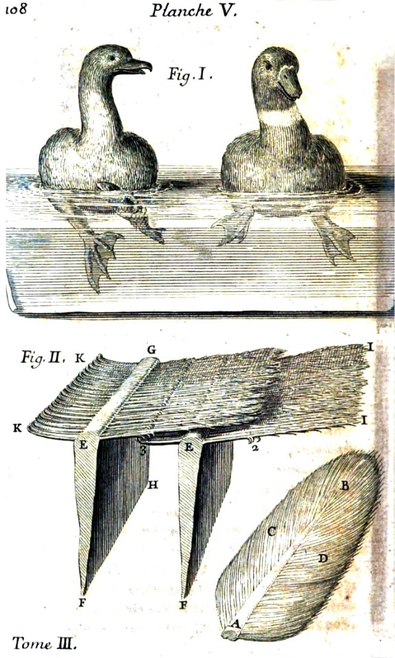 Nage et plumes d'un cormoran