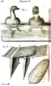 Nage et plumes d'un cormoran