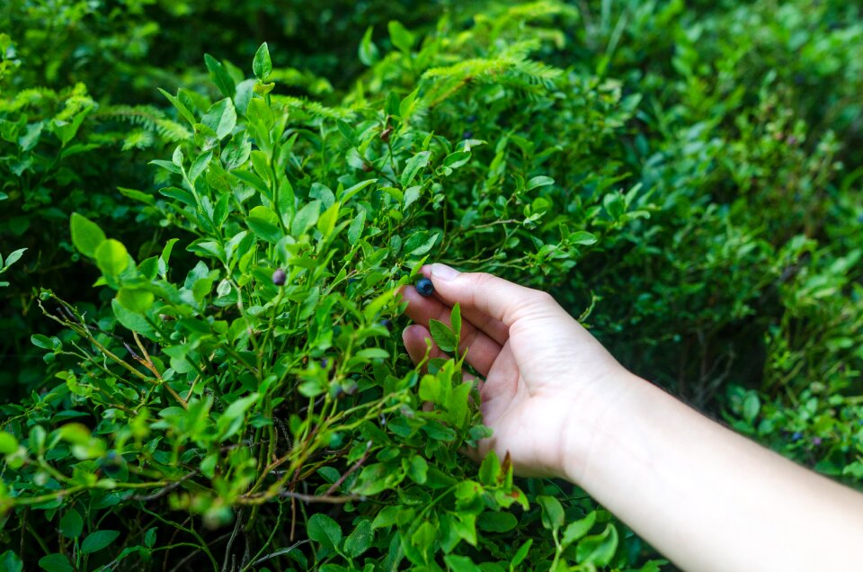 Bush natural organic