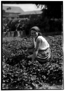 Nahalal. Girls' agricultural training school. Picking violets. A better class city girl immigrant turning to agriculture LOC matpc.00205