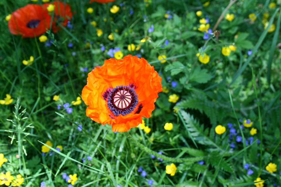 Nature summer flowers