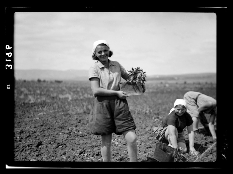 Nahalal. Girls' Agricultural Training School. Putting in tomato plants showing typical dress, head-scarf, middy, and bloomers LOC matpc.15220