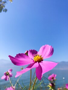 In yunnan province double-gallery flower photo