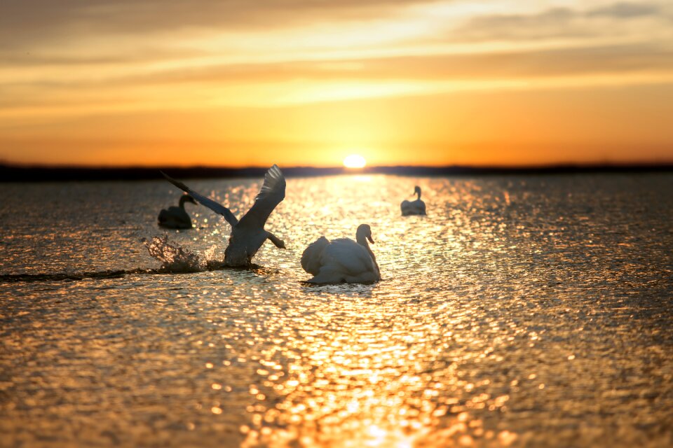 Lake nature sun
