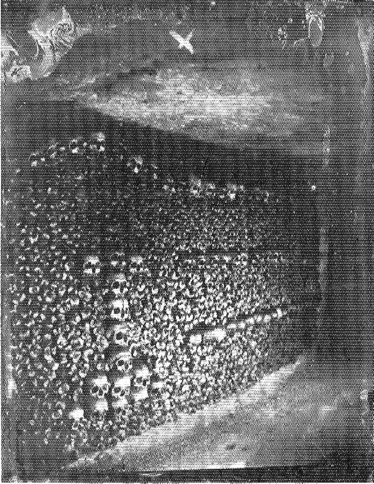 Nadar - Catacombes de Paris - NPS 56
