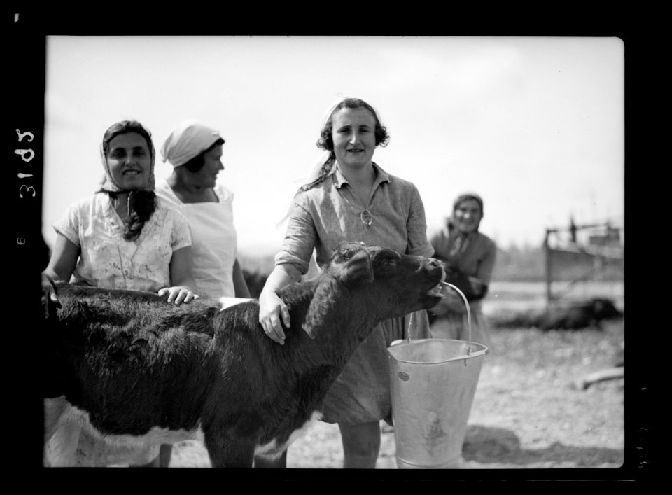 Nahalal. Girls' Agricultural Training School. Dairy. Feeding the calves LOC matpc.15216
