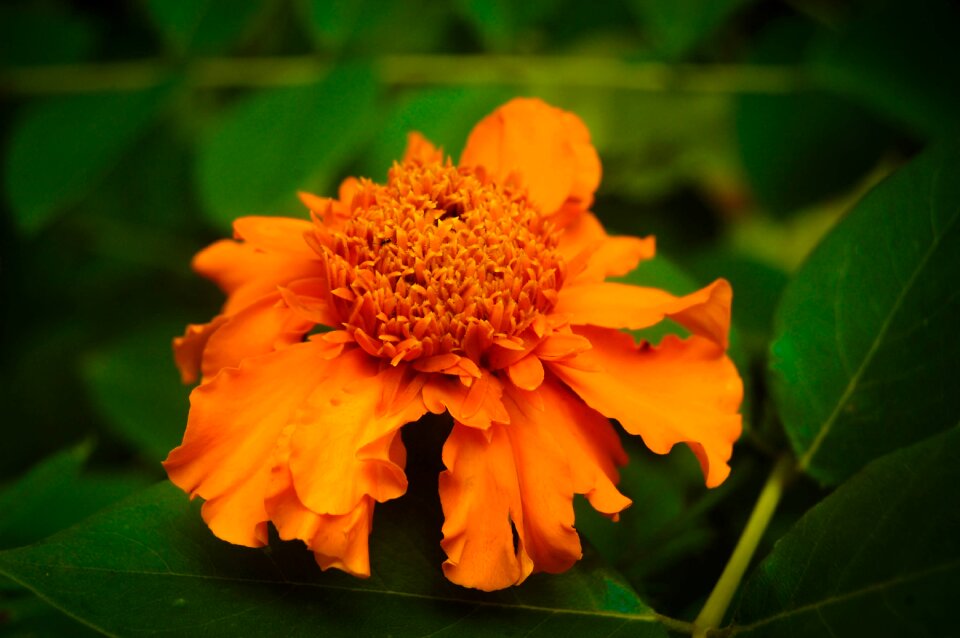 Nature flower srilanka