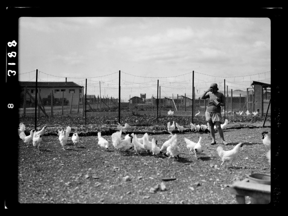 Nahalal. Girls' Agricultural Training School. Poultry yards LOC matpc.15214