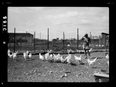 Nahalal. Girls' Agricultural Training School. Poultry yards LOC matpc.15214