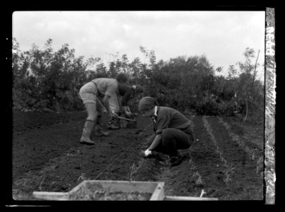 Nahalal. Girls' Agricultural Training School. Setting out seedlings. Girls working in the fields LOC matpc.15219