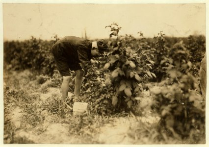 Name- George Sajdak, a Polish boy who picks berries on a Rock Creek farm, near Baltimore, Md. LOC nclc.00006