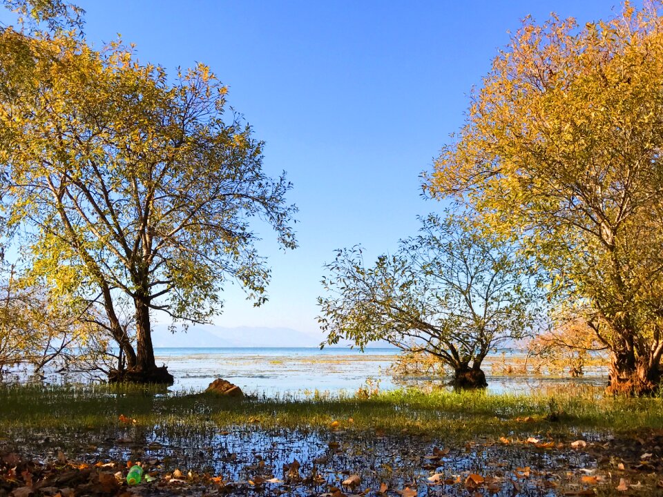 Double-gallery autumn tree