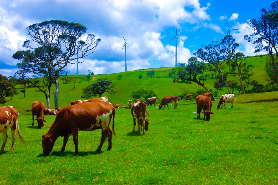Srilanka animal green cow