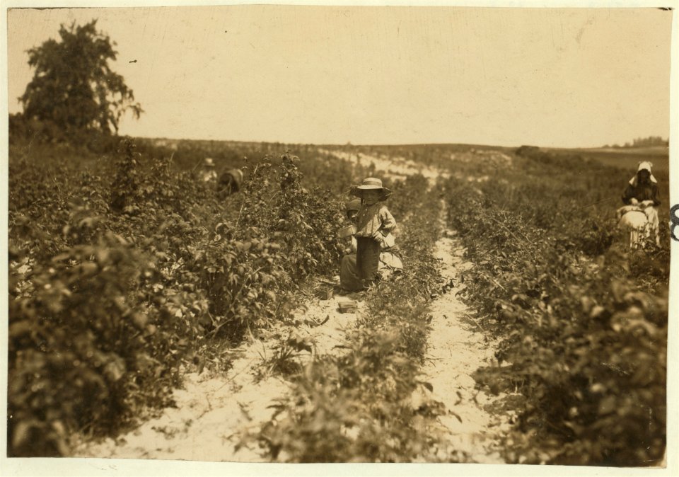 Name- A four year old helper in the berry field Rock Creek, Baltimore, Md. Mother said, 'He helps a little.' July 7, 1909. LOC nclc.00017