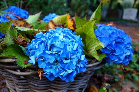 Plant basket decoration