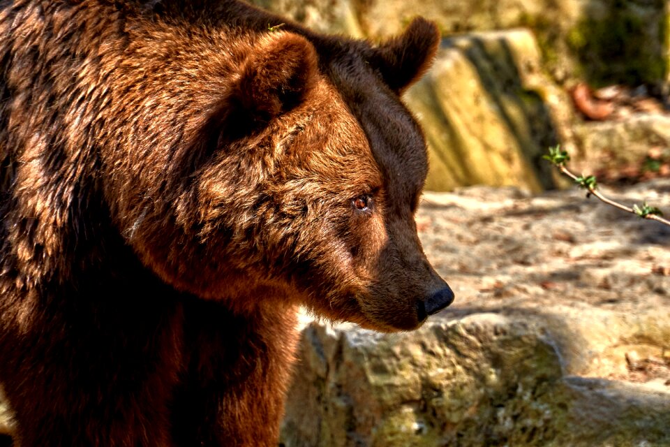 Nature animal wild