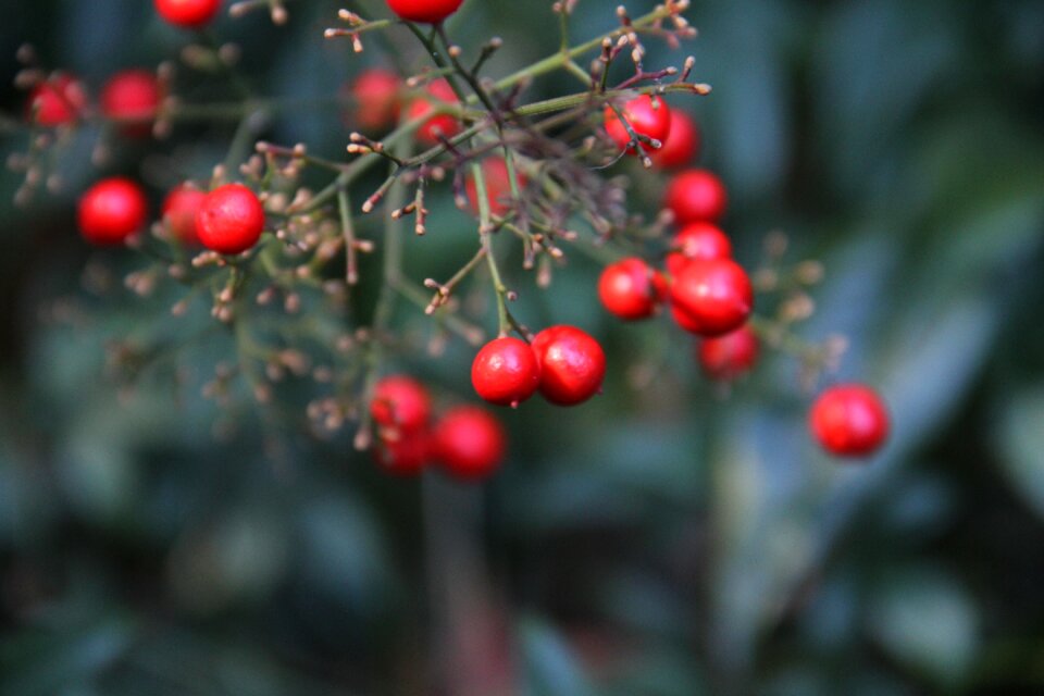 Fruit winter leaf