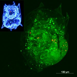 Nanodots Moving Up Model Food Chain (5887833578)