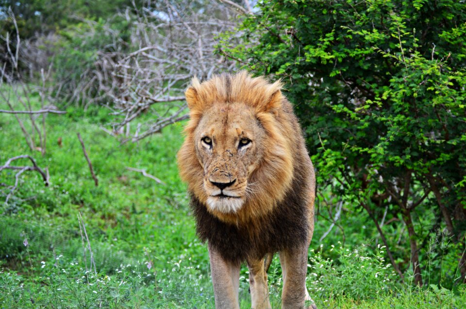 Predator animals kruger park