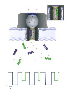 Nanopore-based single molecule mass spectrometry (5884864158)