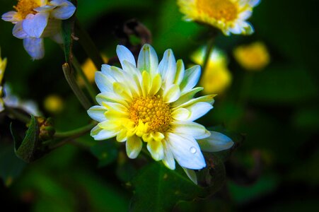 Flower nature srilanka
