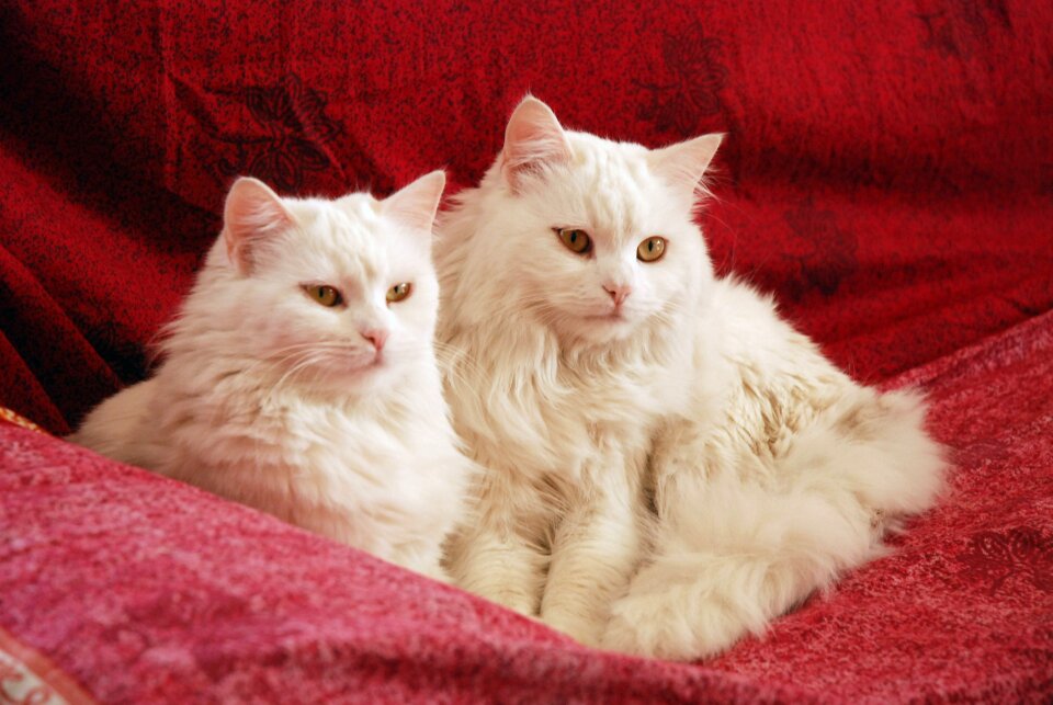 Domestic mammal white