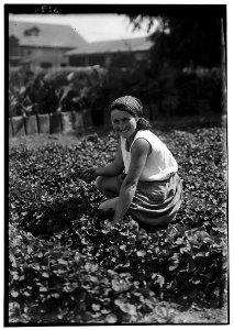 Nahalal. Girls' agricultural training school. Picking violets. A better class city girl immigrant turning to agriculture LOC matpc.00205
