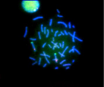 Nanotechnology; Fluorescent Nanodots (5887270769)