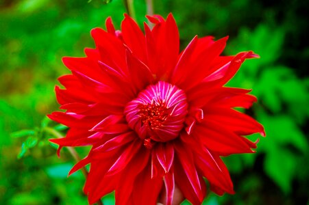 Flower nature sri lanka