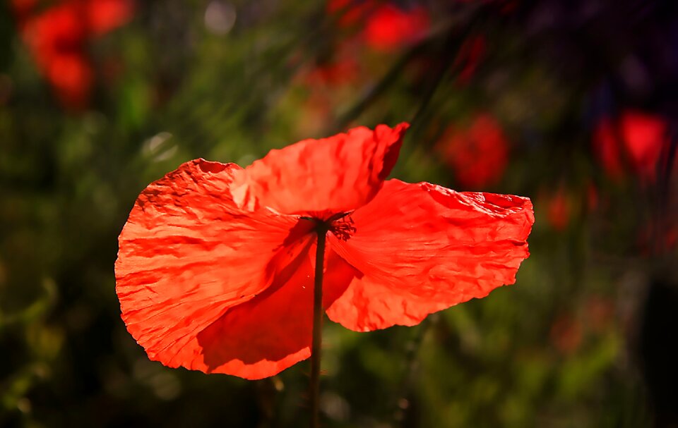 Red wild flower fields